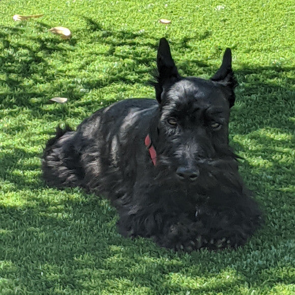 Dixie