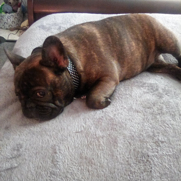 Gidget