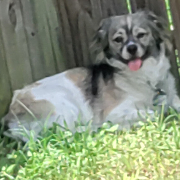 Gizmo