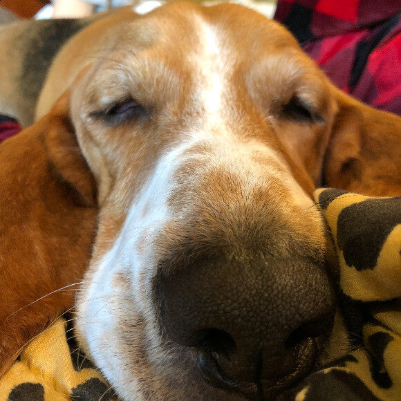Ollie