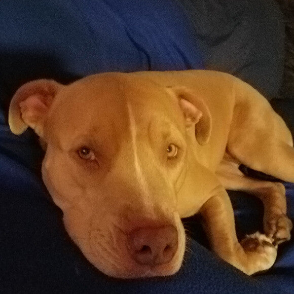 Lexi