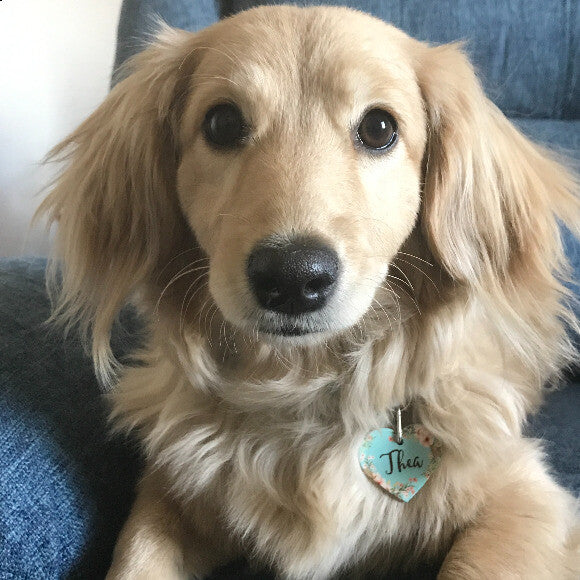 Gia