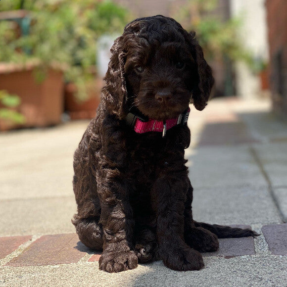 Ziva