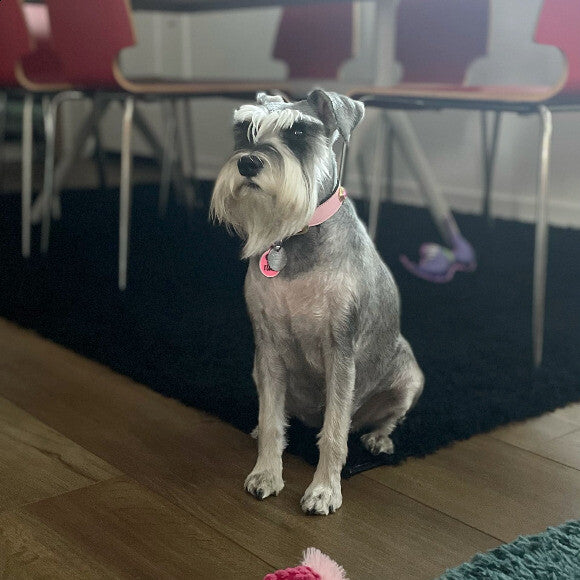 Sally Field The Schnauzer