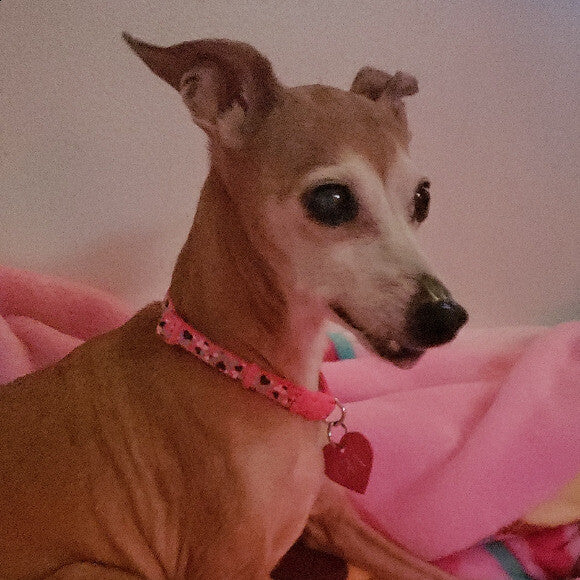 Gia