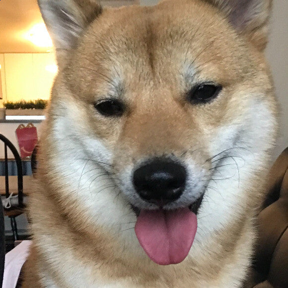 yoshi