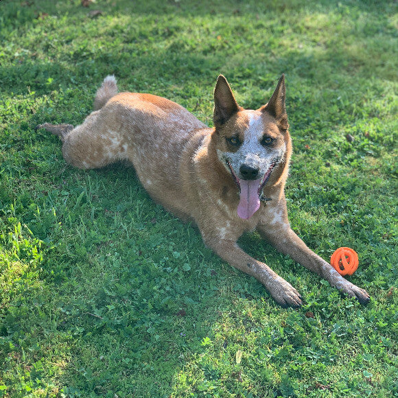 Rubi