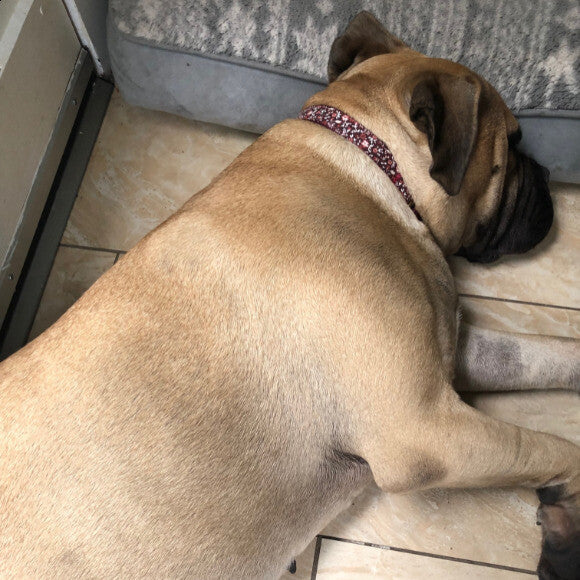 Stella