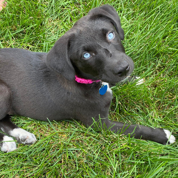 Zoey