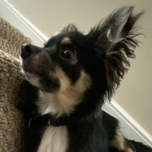 Emmett