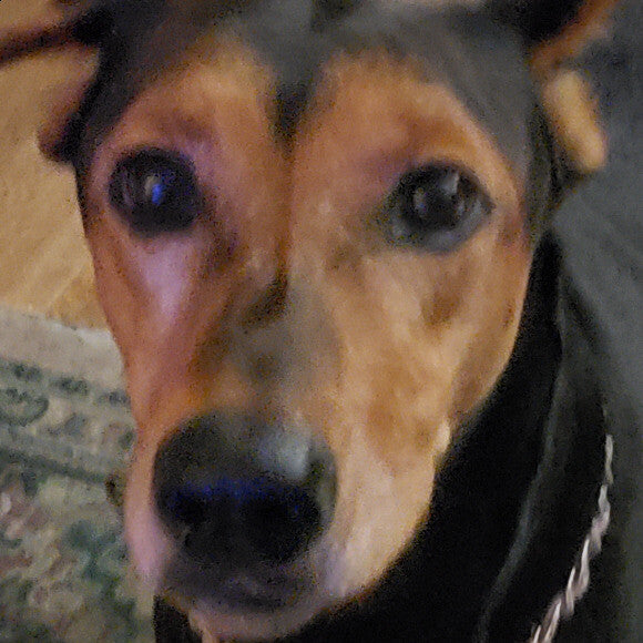 Lola Belle