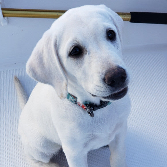 Nellie