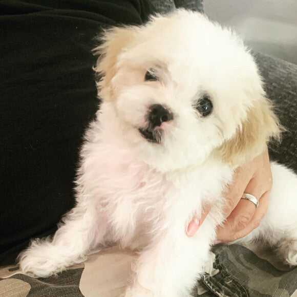 Gracie