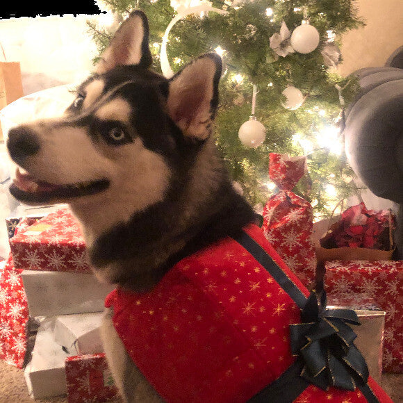 Koda