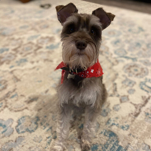 Darcy