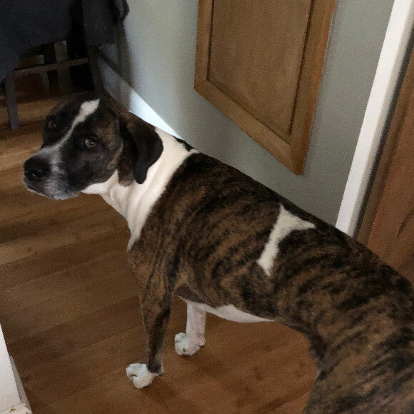 Ozzie