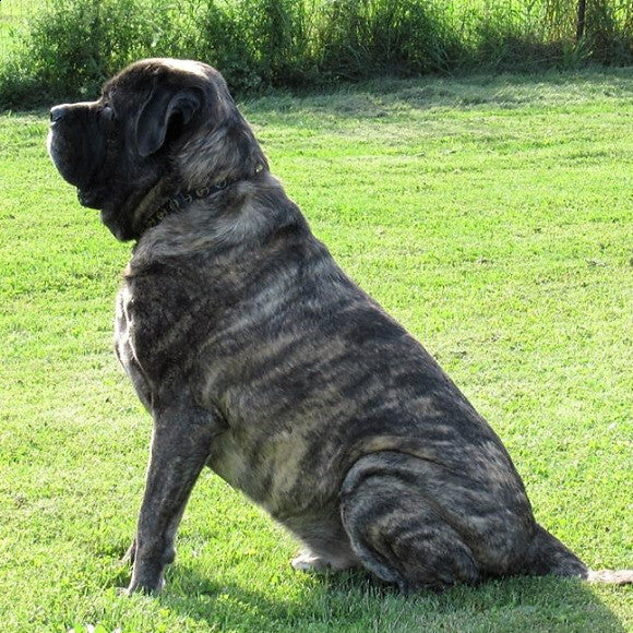 Merlin