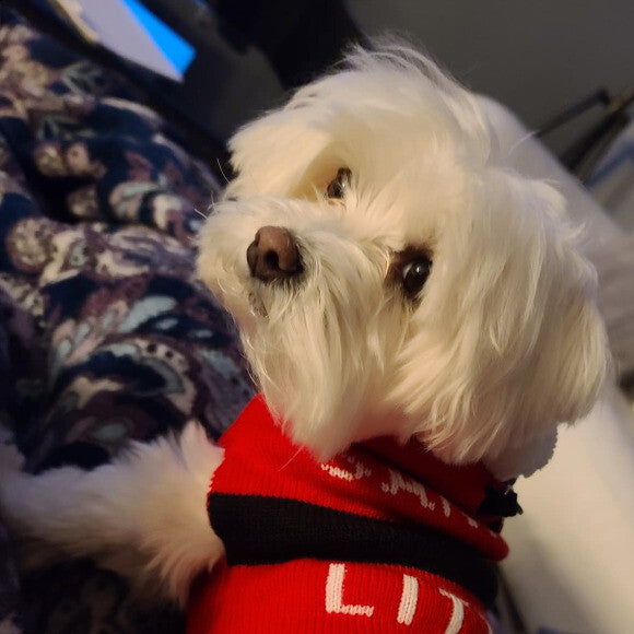 Ziggy