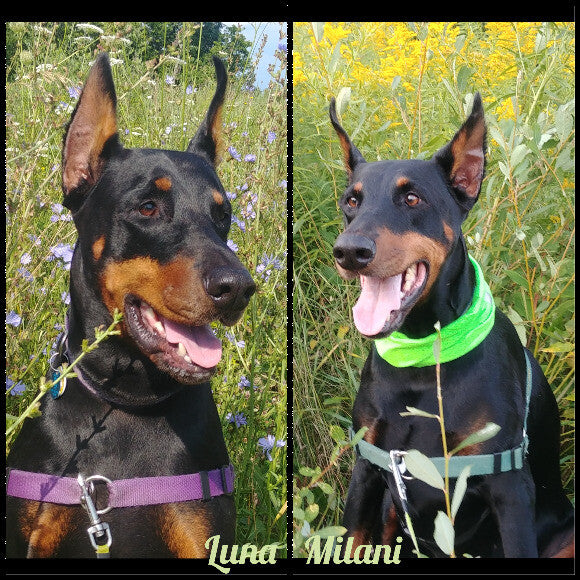 Luna and Milani