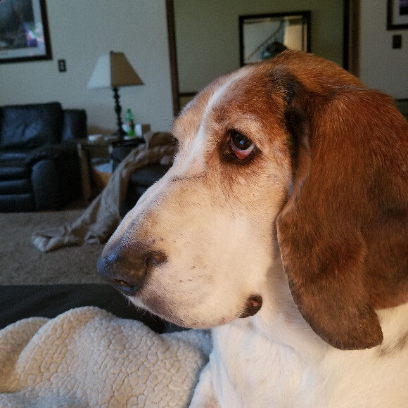 ROSCOE