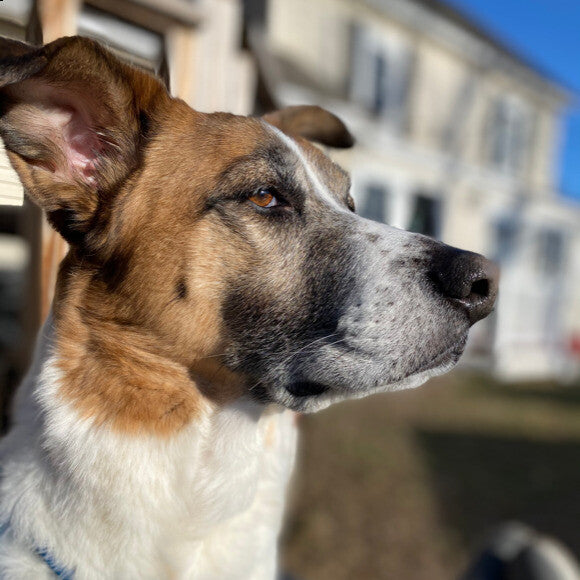 Archie