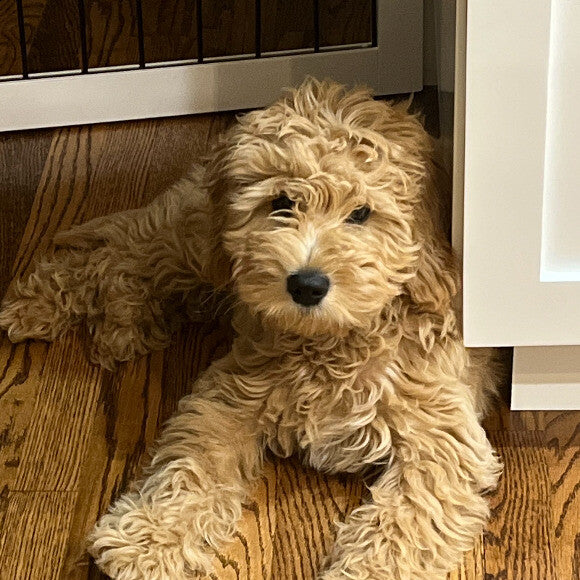 Max