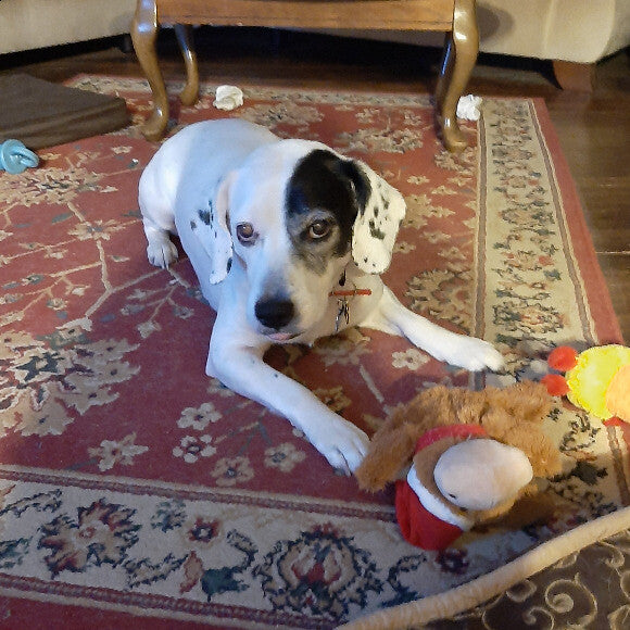 Axle petey