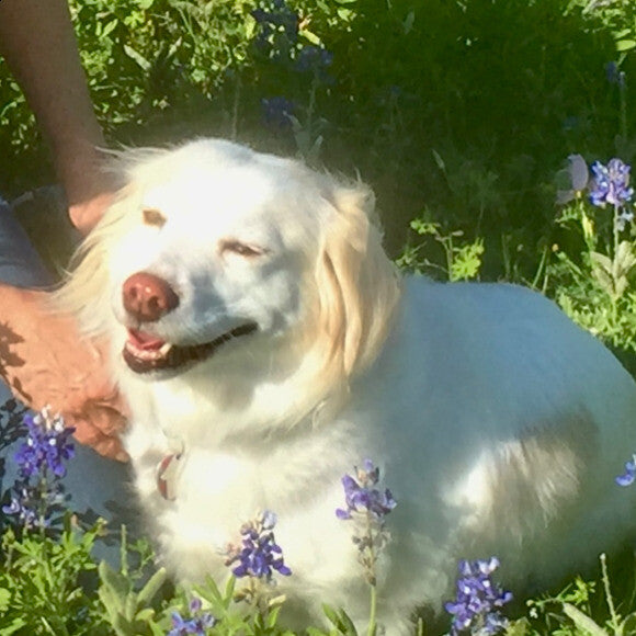 Biscuit
