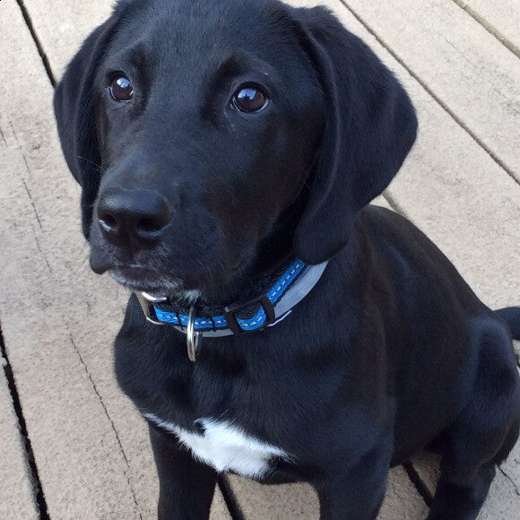 Buster