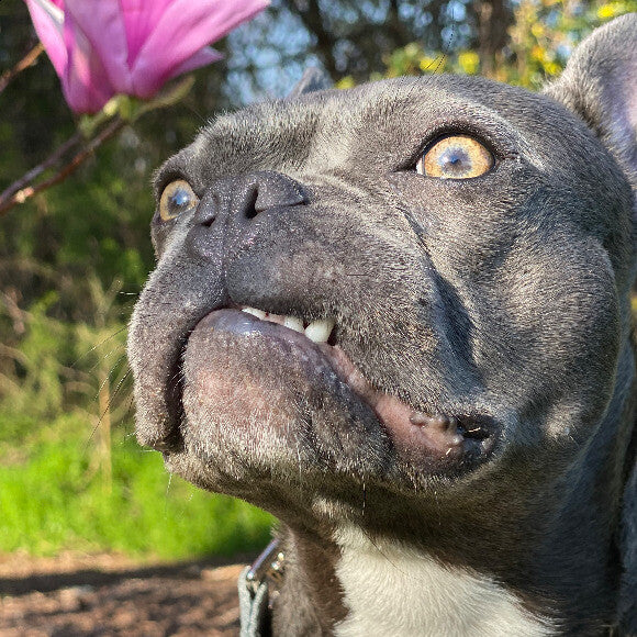 Maui