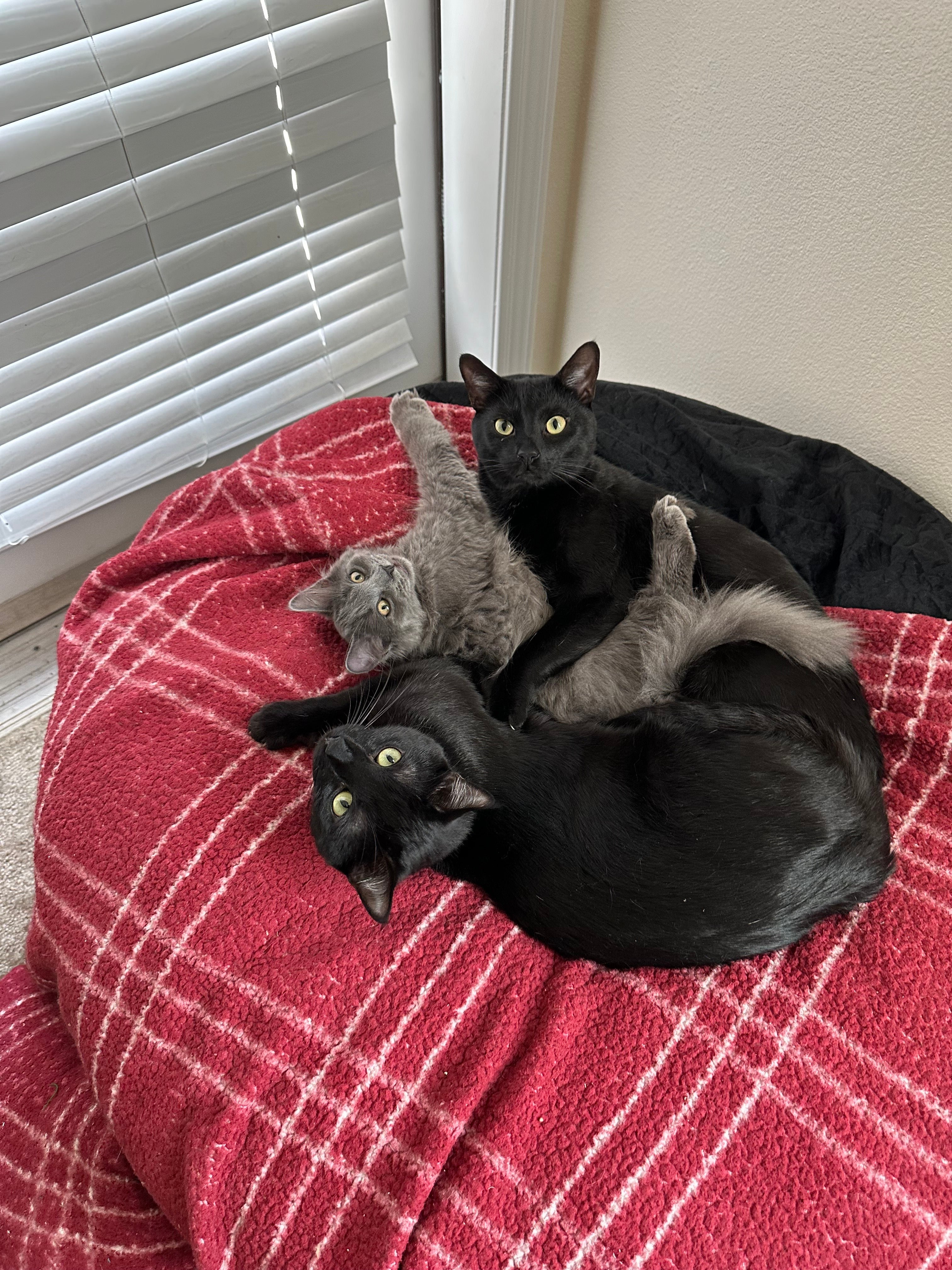 Ash/Spade/Pepper