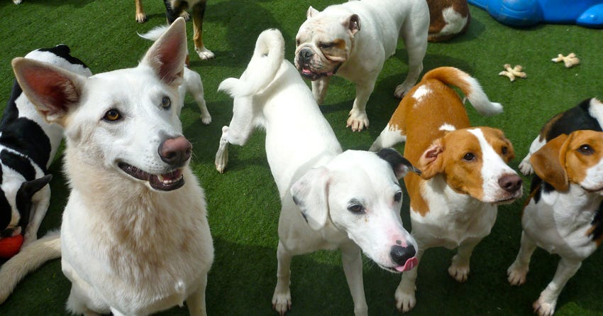 What To Look for in a Dog Daycare
