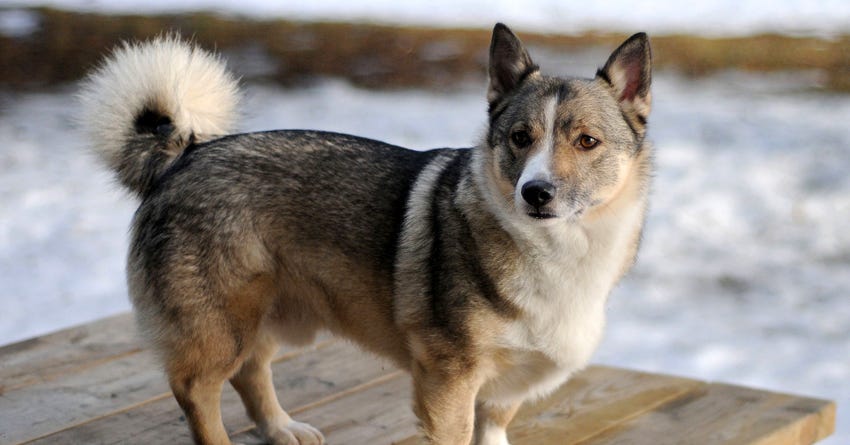 10 Dog Breeds You've Never Heard Of