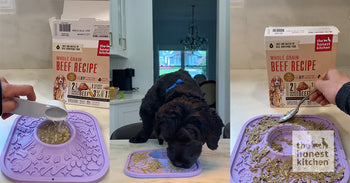 8 Enrichnment Activities for Dogs The Honest Kitchen