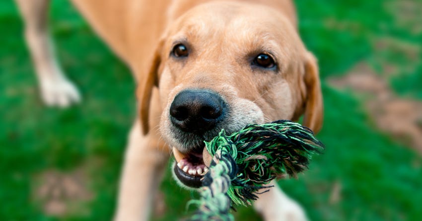 7 Tips for Playing Tug Games with Your Dog