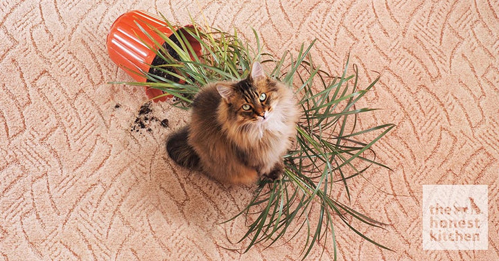 Cat broke a Plant