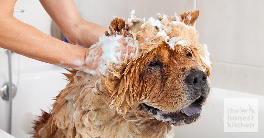 Shampoo Dog