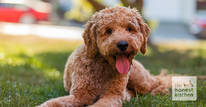 Your Guide to the Best Dog Food for Goldendoodles