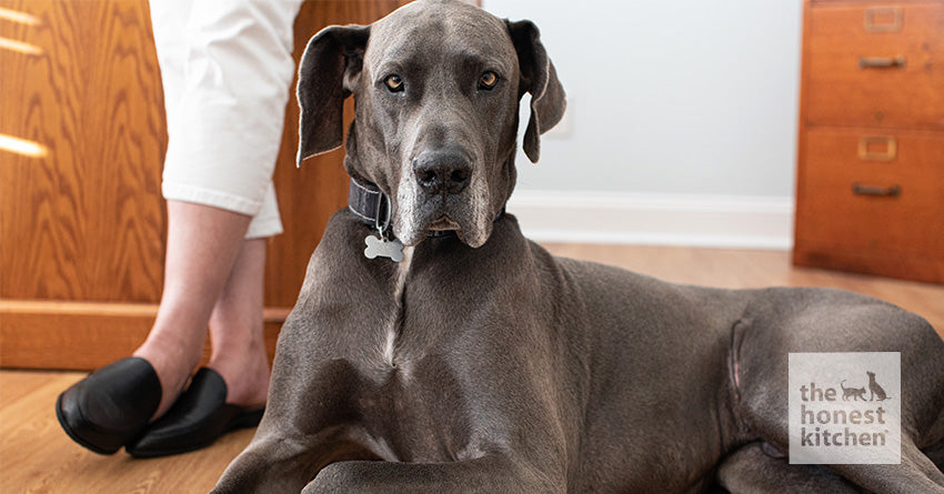 Feeding Your Great Dane the Best Dog Food: What To Know