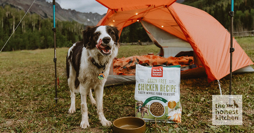 Hit the Road, Pup! The Ultimate Guide to Traveling with Dog Food