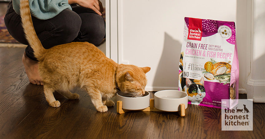Crunch Time: Finding the Best Dry Cat Food for Ideal Feline Health