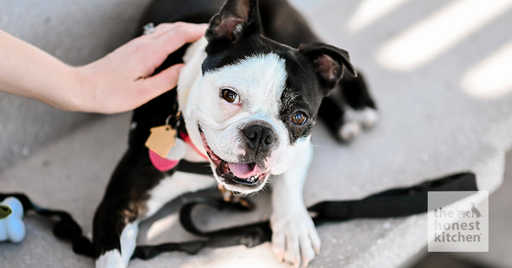 The Best Dog Food for Boston Terriers: A Complete Guide