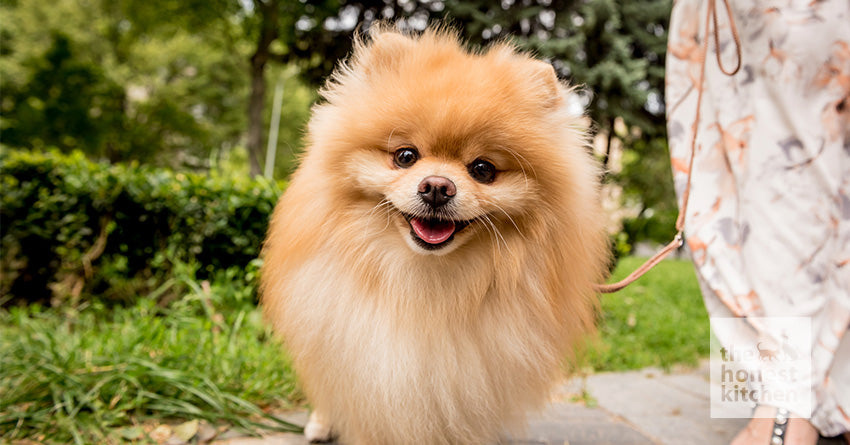 The Ultimate Guide to Feeding Your Pomeranian