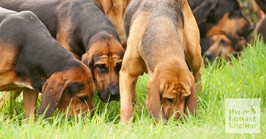 Pack of Bloodhounds