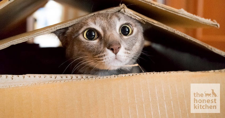 Ten Best Cat Quotes Ever