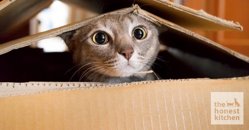 Ten Best Cat Quotes Ever