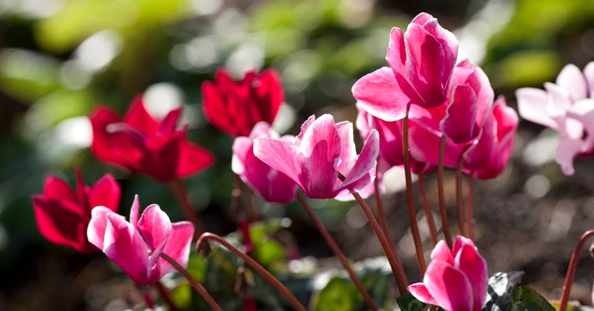 20 Landscaping Plants Dog Owners Should Avoid