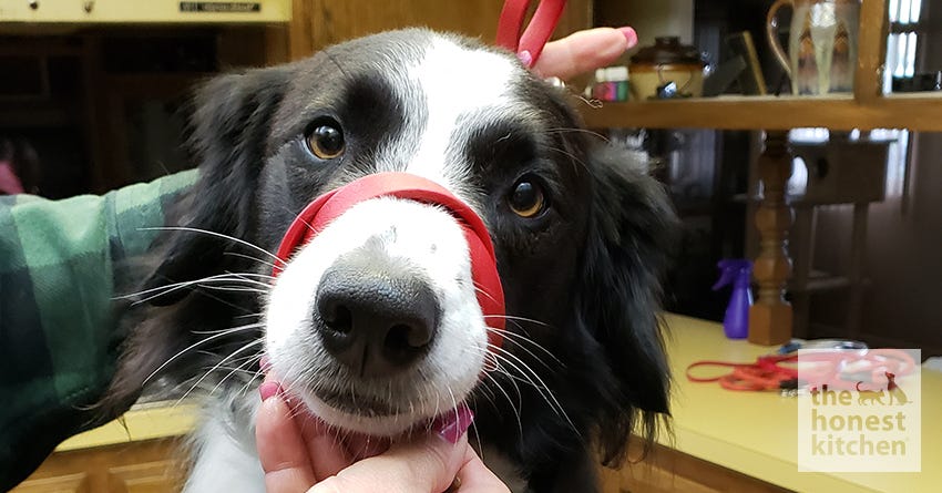 DIY Dog Muzzle