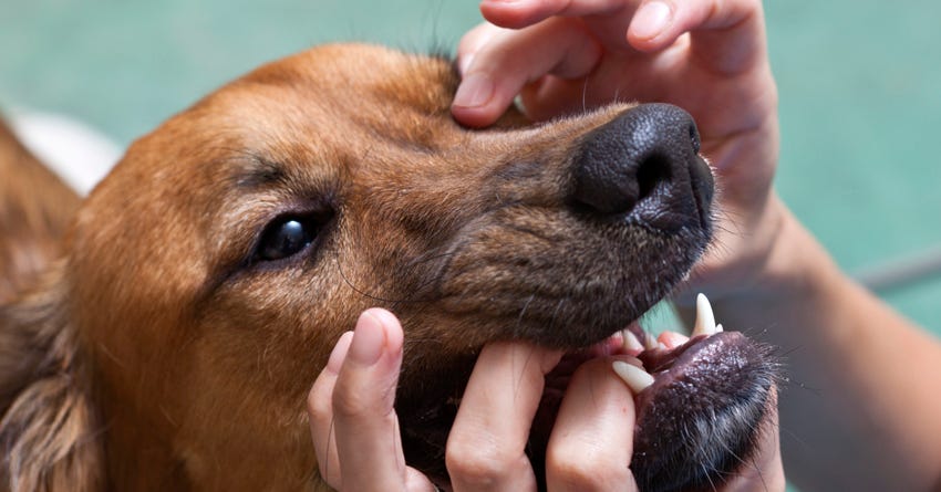 The Dangers of Periodontal Disease in Pets