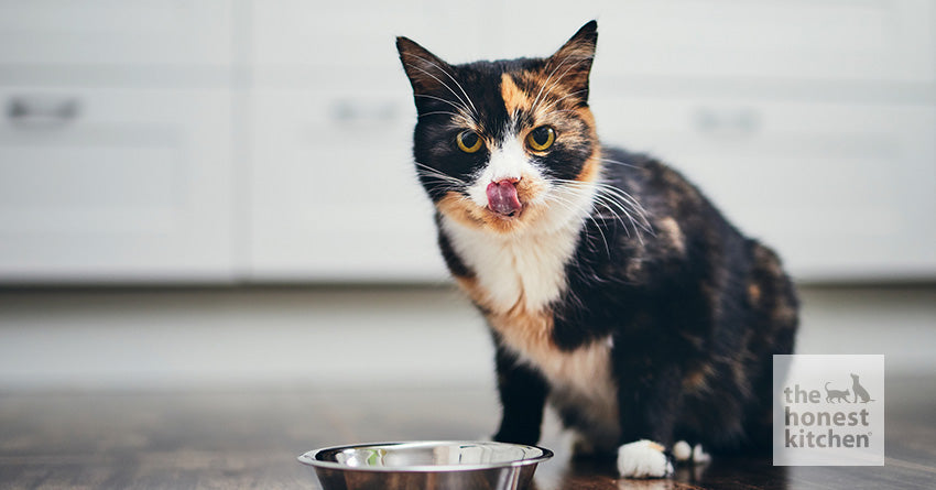 A Complete Guide on Cats and Carbohydrates